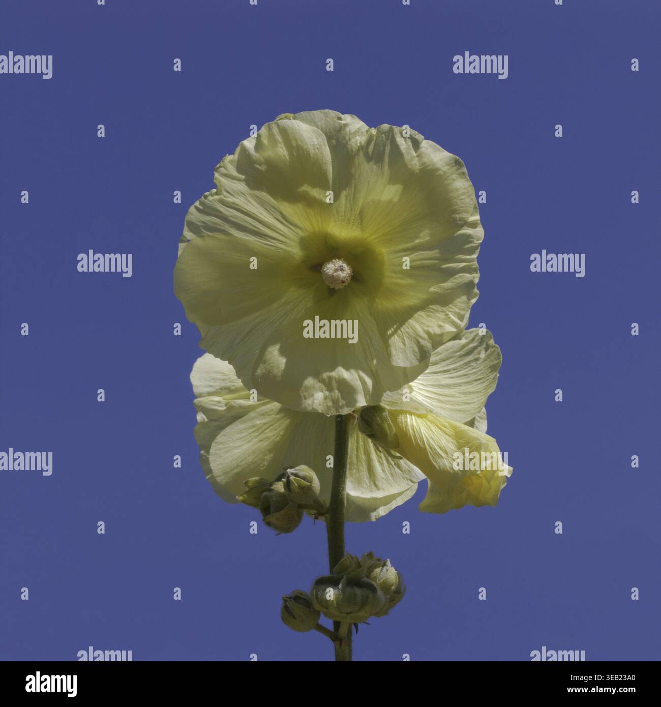 Althaea ficifolia, (Alcea rosea) Fig-leaved hollyhock, Mallow, Poplar ...