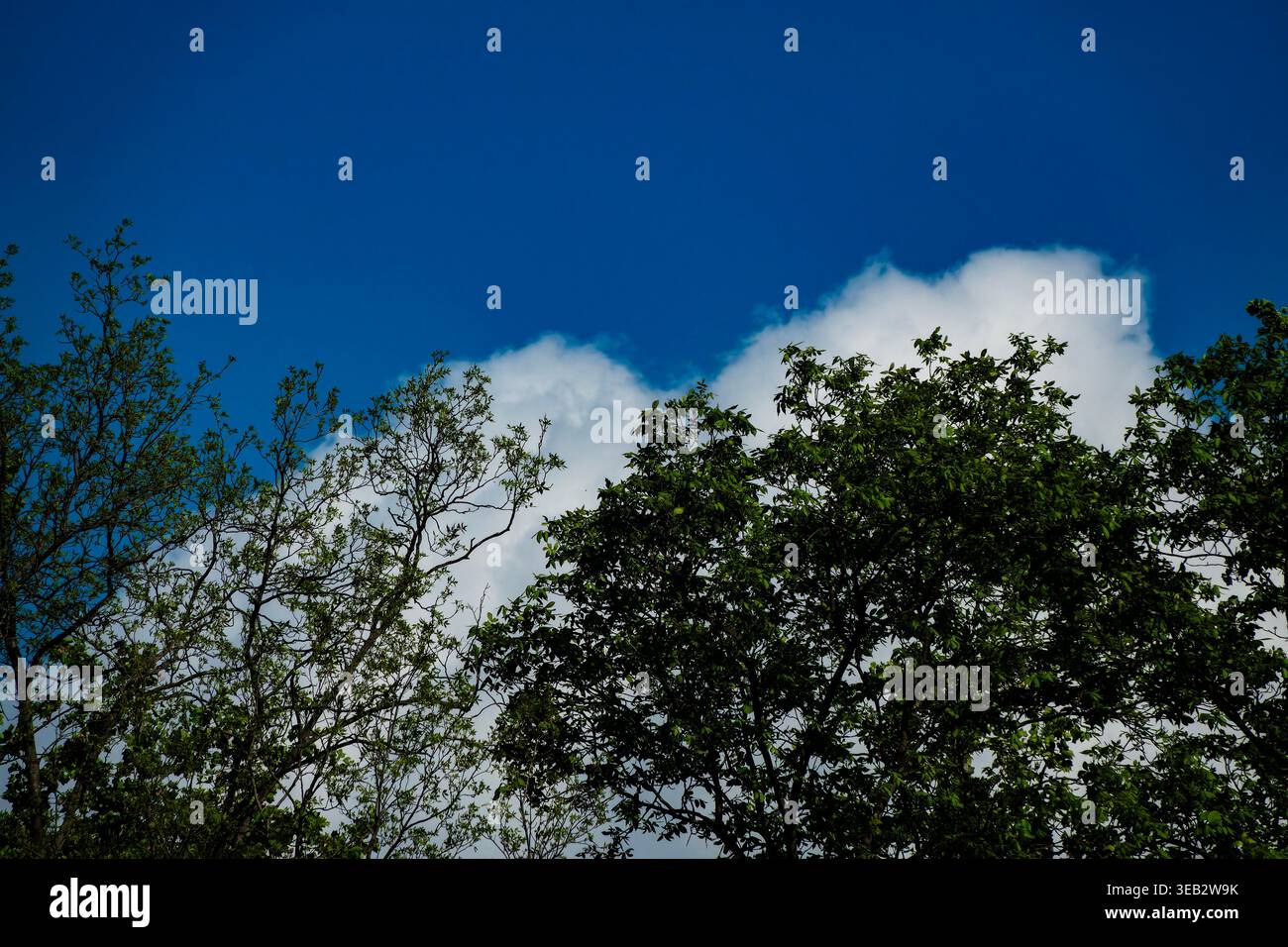 Cotton like clouds drift over treetops Stock Photo