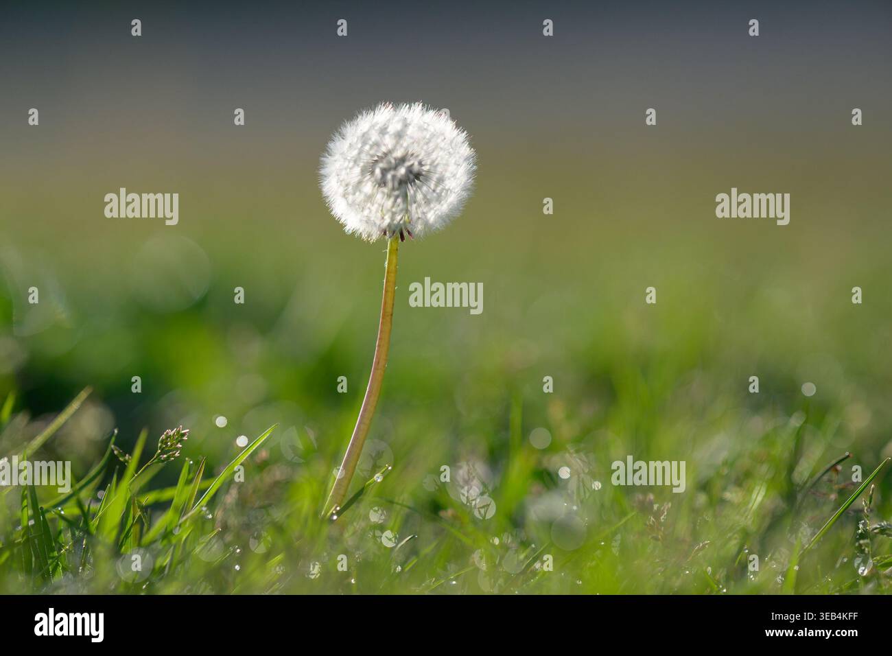 Dandelion seed head Stock Photo