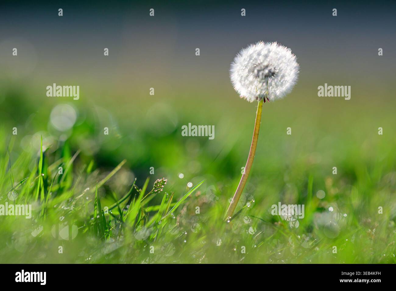Dandelion seed head Stock Photo