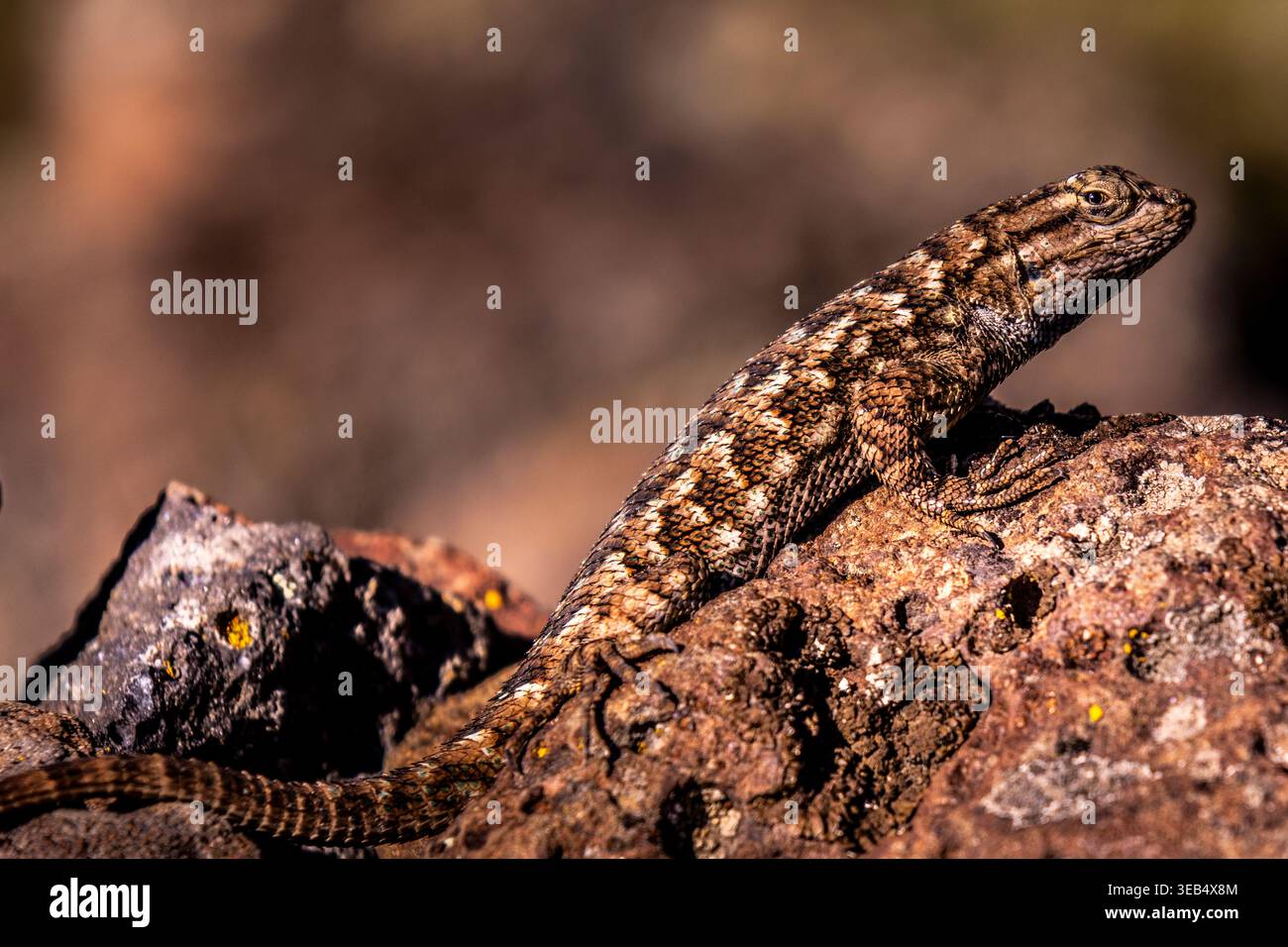 Western Fence Lizard On A Rock Stock Photo