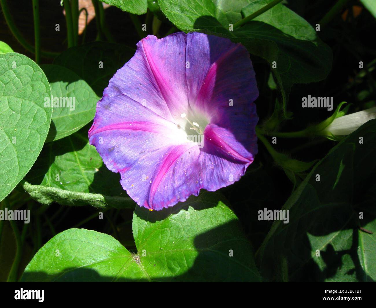 Delicate plant emerges from hi-res stock photography and images - Alamy