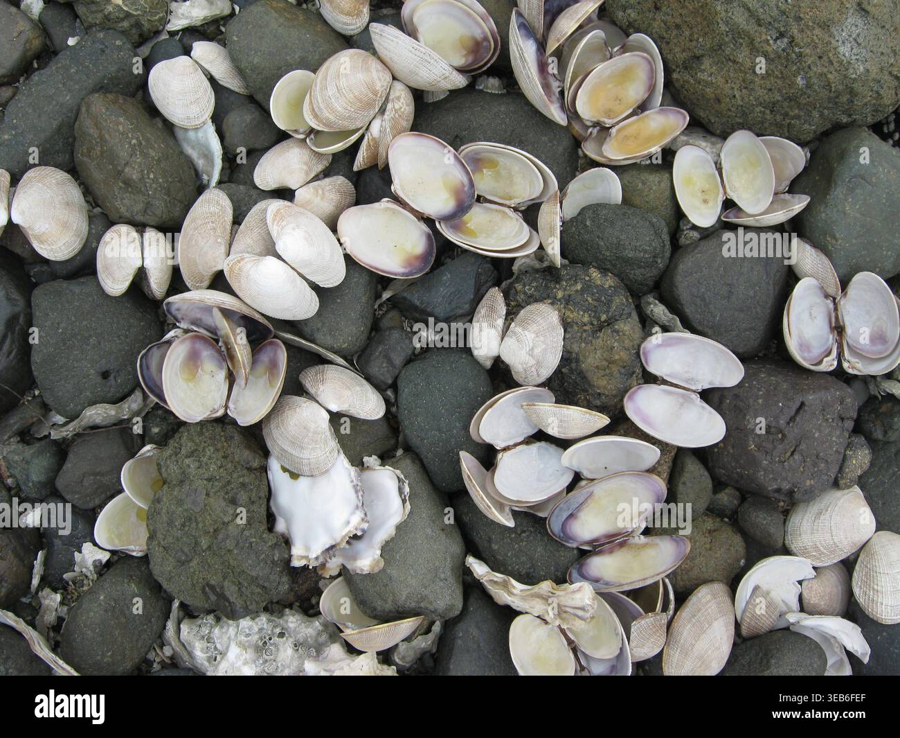Hard Clam And Oyster Shells On Rocks Stock Photo
