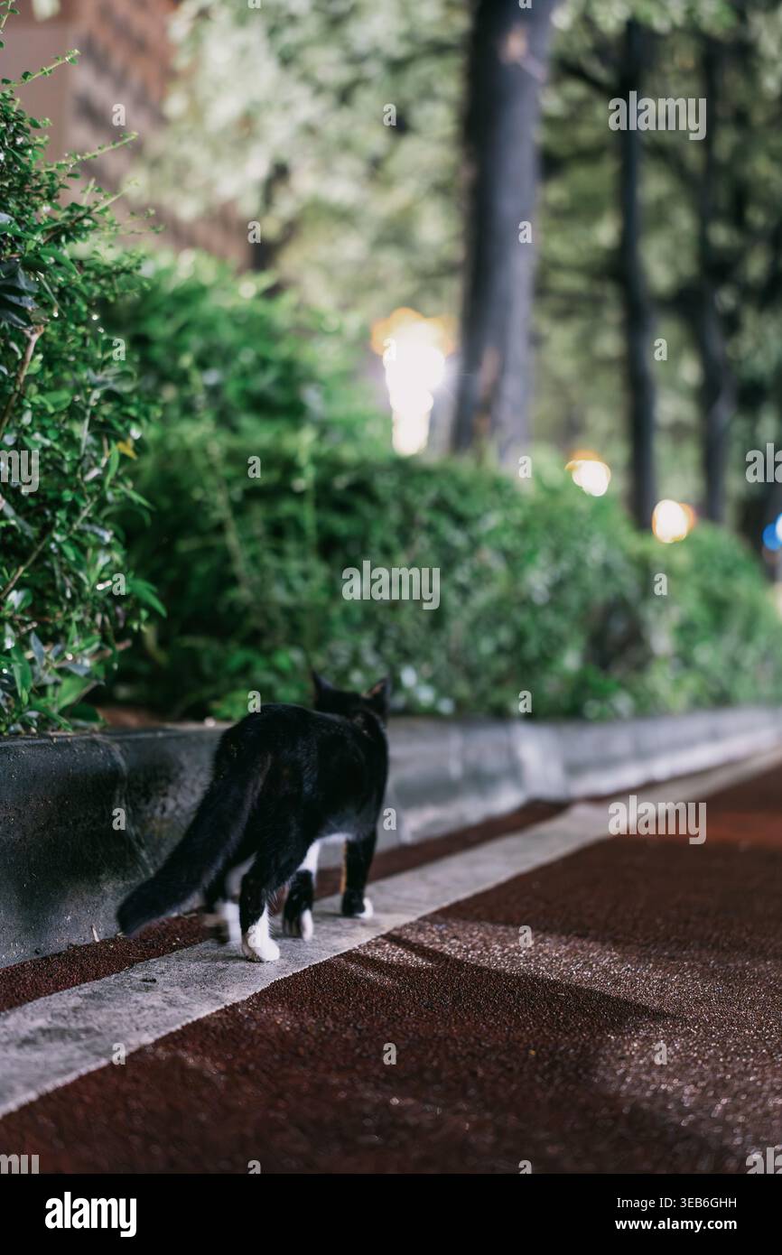 Black cat walking along a city sidewalk at night, illuminated by ...
