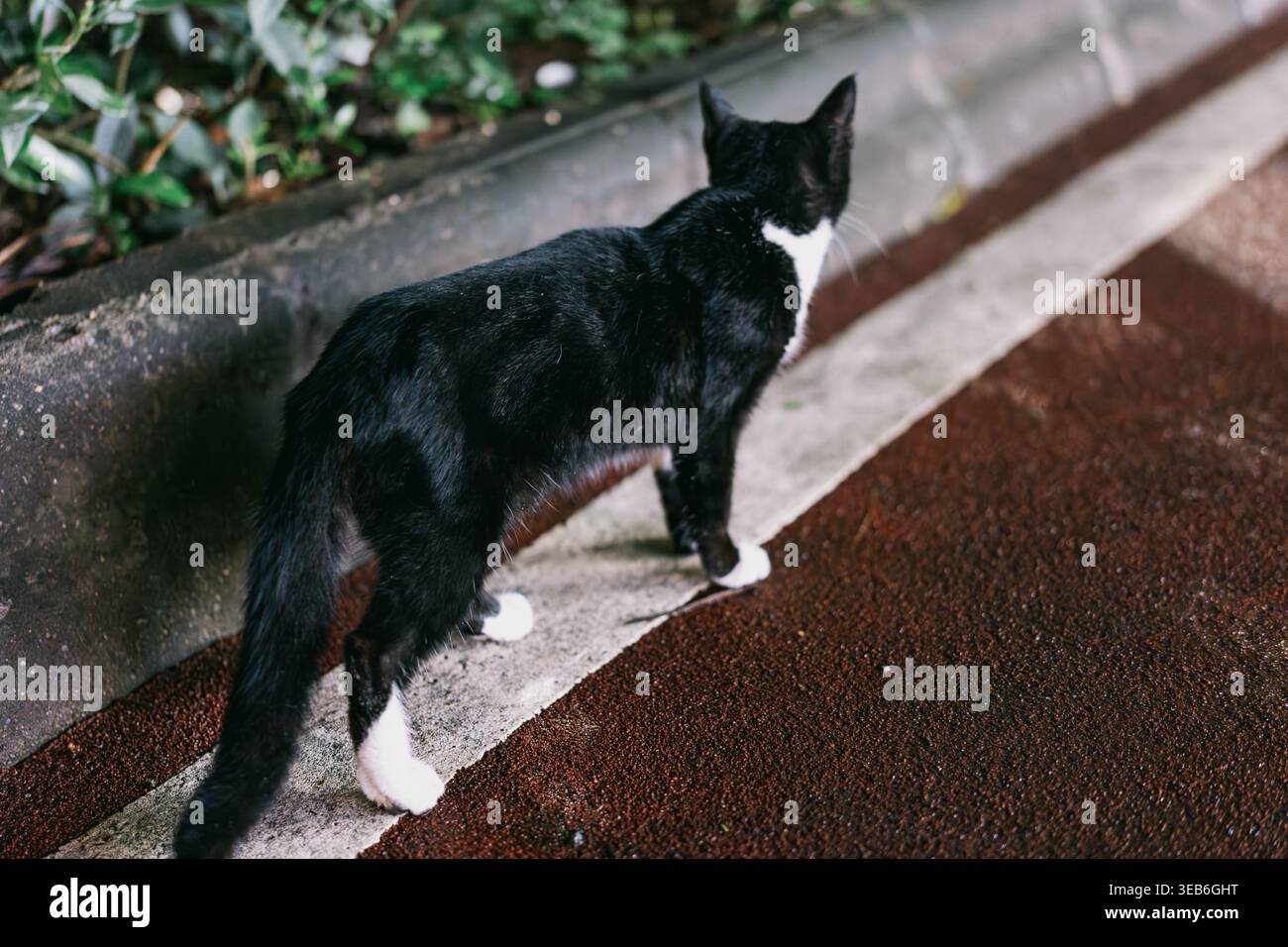 Black and white cat walking along a city sidewalk curb, urban street ...