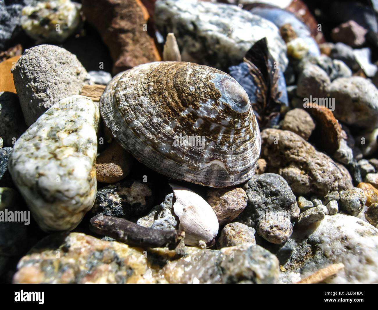 A Limpet's Conical Shell On The Beach  Stock Photo