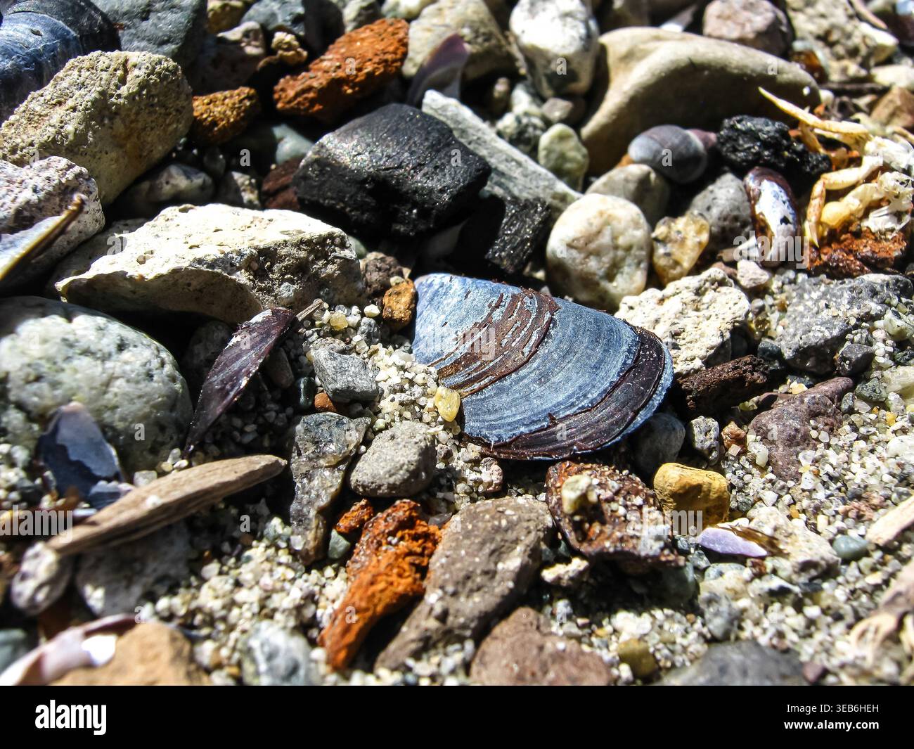 Blue Mussel Shells Scattered On Shore Stock Photo