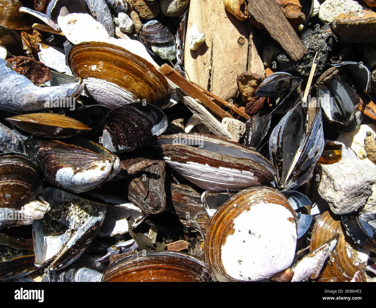 Many Seashells On Pacific Shores Stock Photo