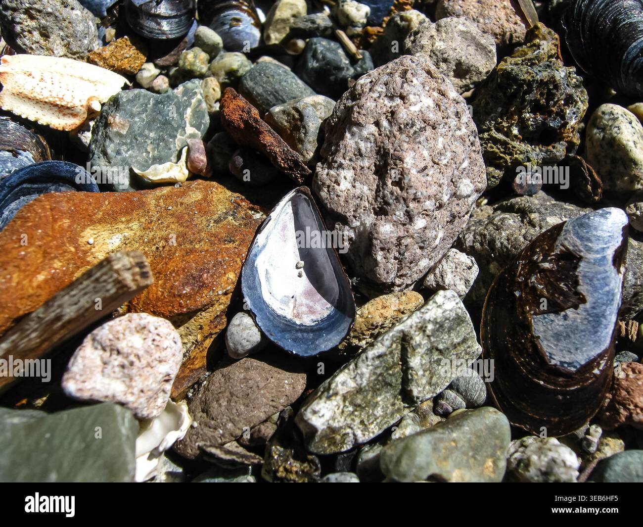 Blue Mussel Shells Scattered On Shore Stock Photo