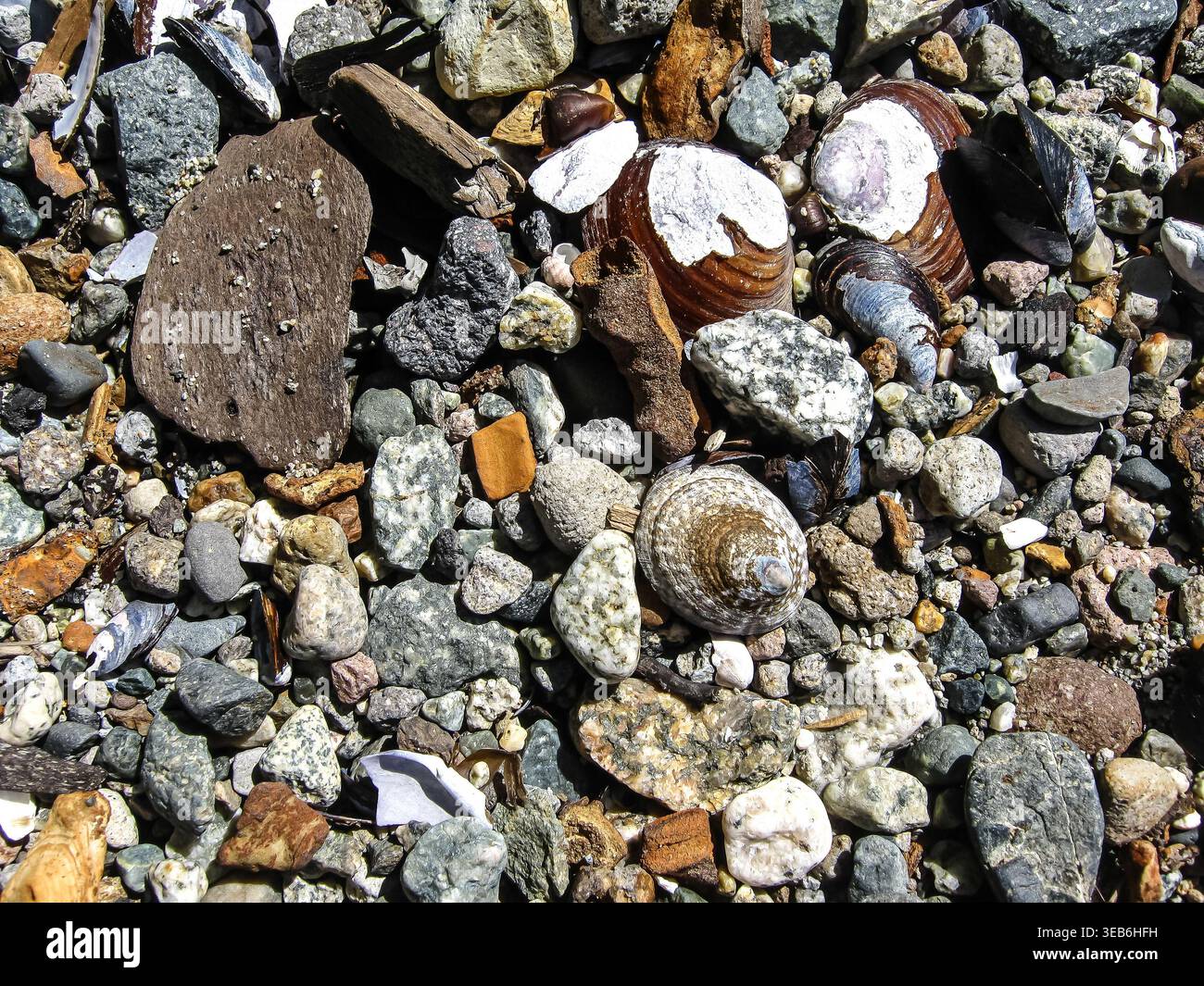 A Limpet's Conical Shell On The Beach  Stock Photo