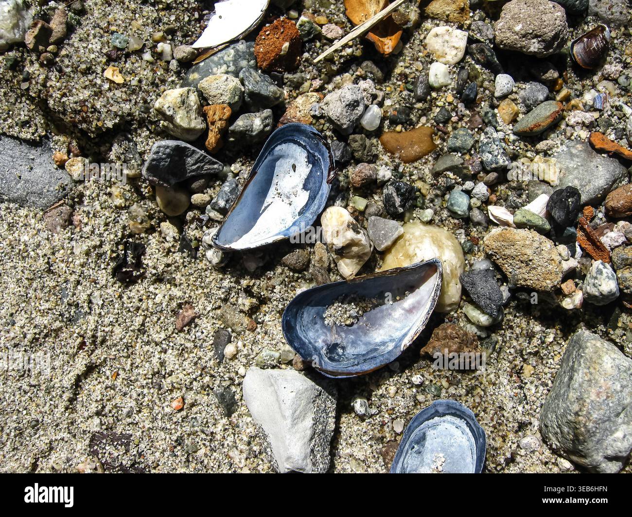 Blue Mussel Shells Scattered On Shore Stock Photo