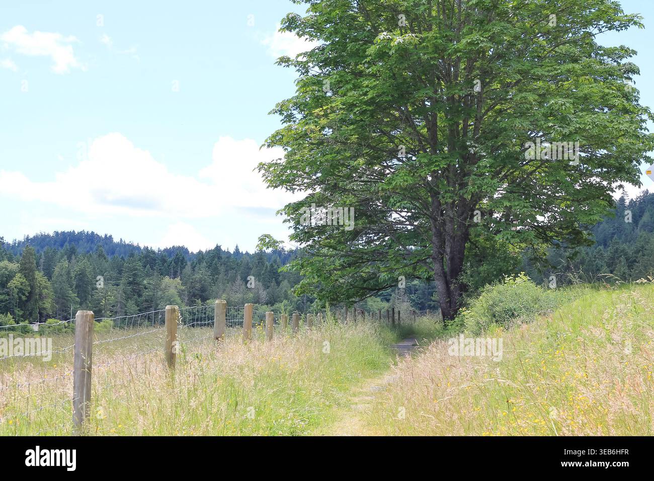 Bigleaf Maple In A Field By A Fence Stock Photo