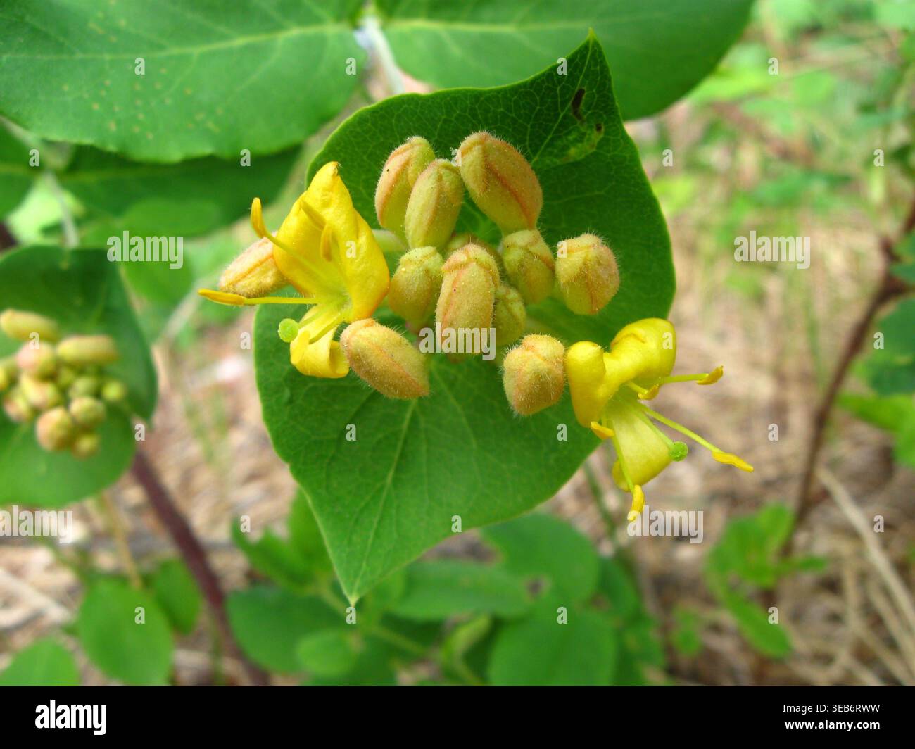 Twining Honeysuckle In The Boreal Forest Stock Photo