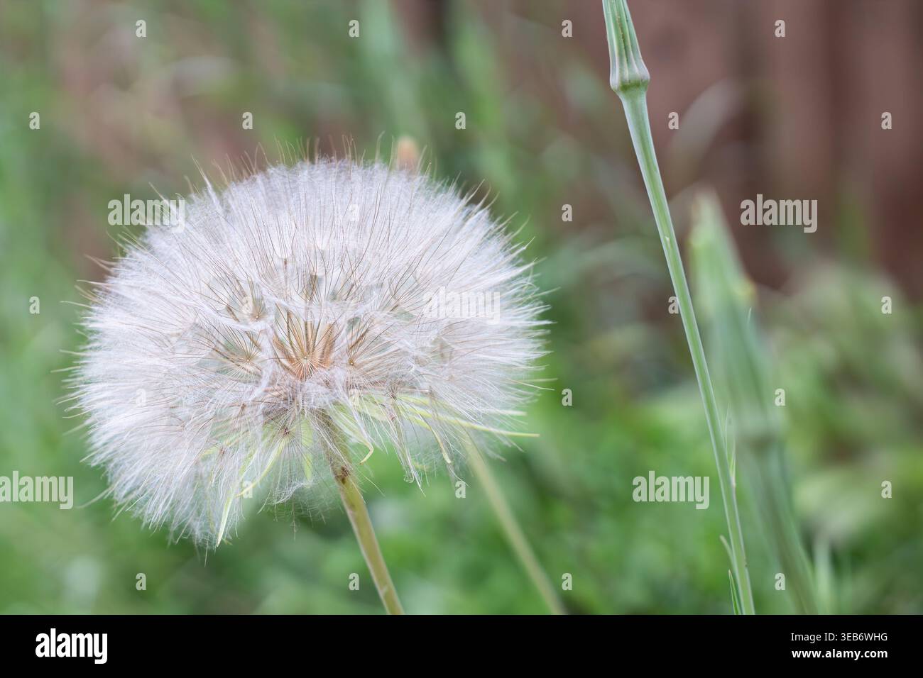 Detailed Macro Closeup Of Yellow Salsify Seedhead Stock Photo