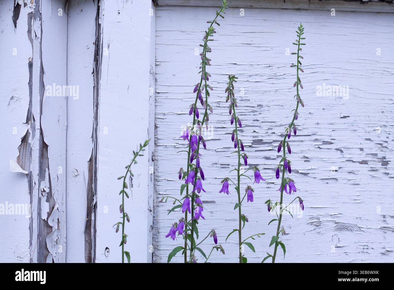 Creeping Bellflower Next To Peeling White Paint Stock Photo