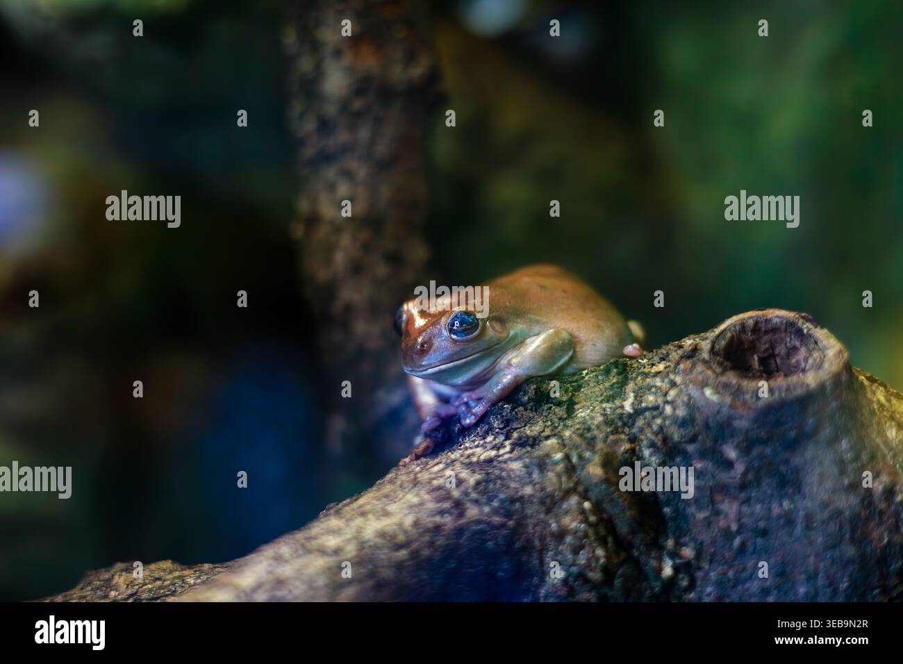 Australian Green Tree Frog Perched on a Branch Stock Photo