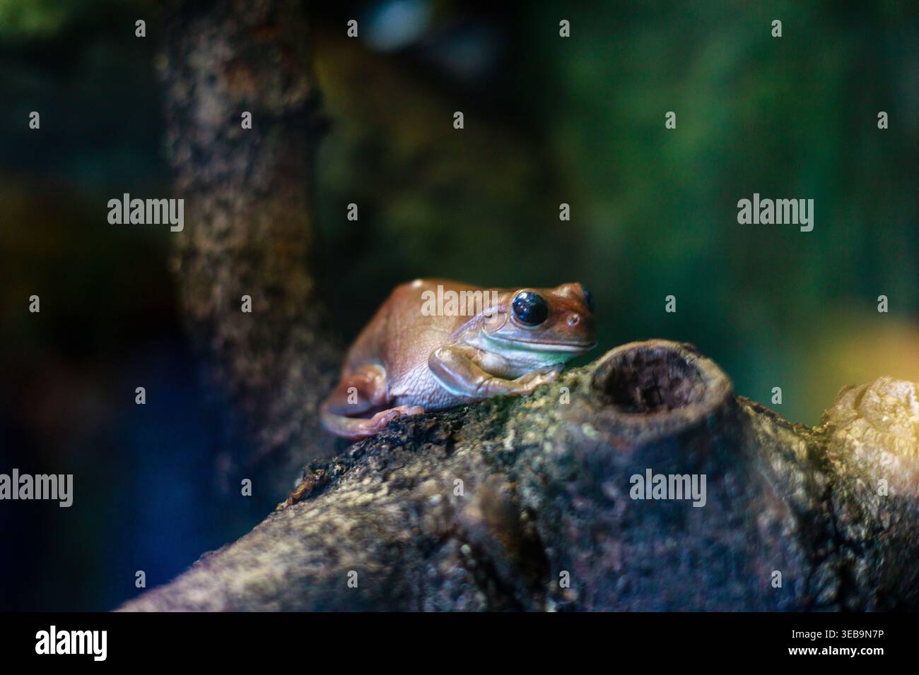 Australian Green Tree Frog Perched on a Branch Stock Photo