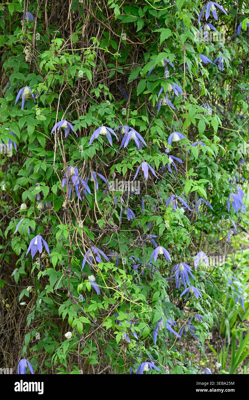 Clemas Spring Blue and white pendant flowers of spring flowering climbing plant ...