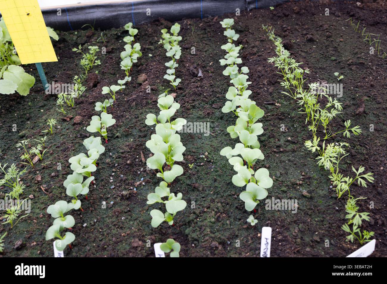 Intercropping hi-res stock photography and images - Alamy