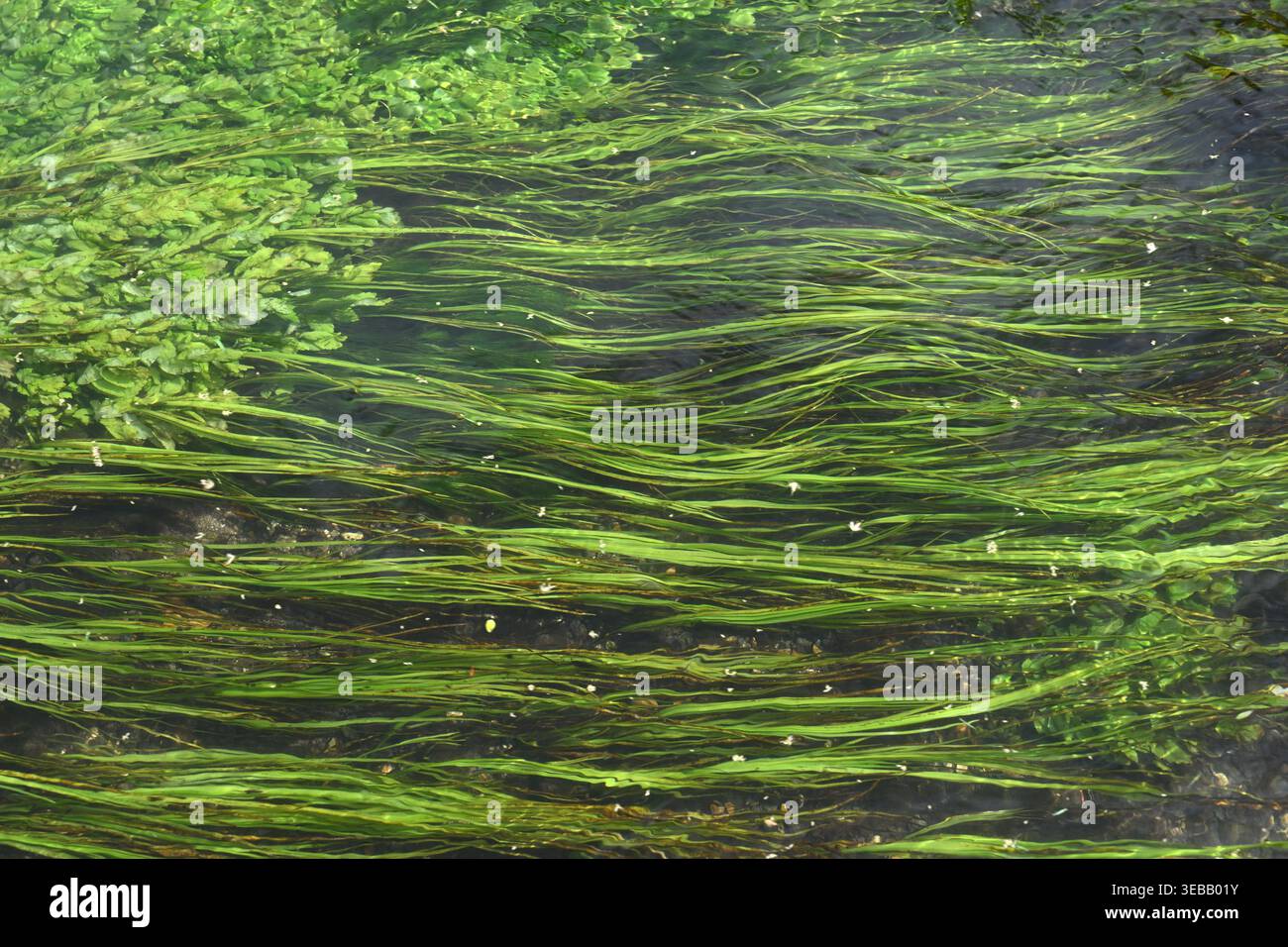 Aquatic plant water crowfoot, Common water-crowfoot or Ranunculus ...