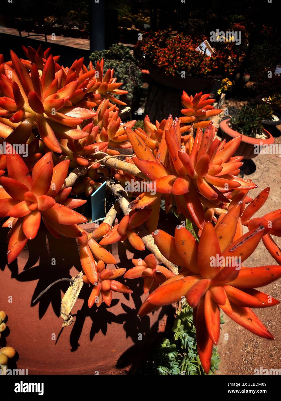 Orange and red succulent hi-res stock photography and images - Alamy
