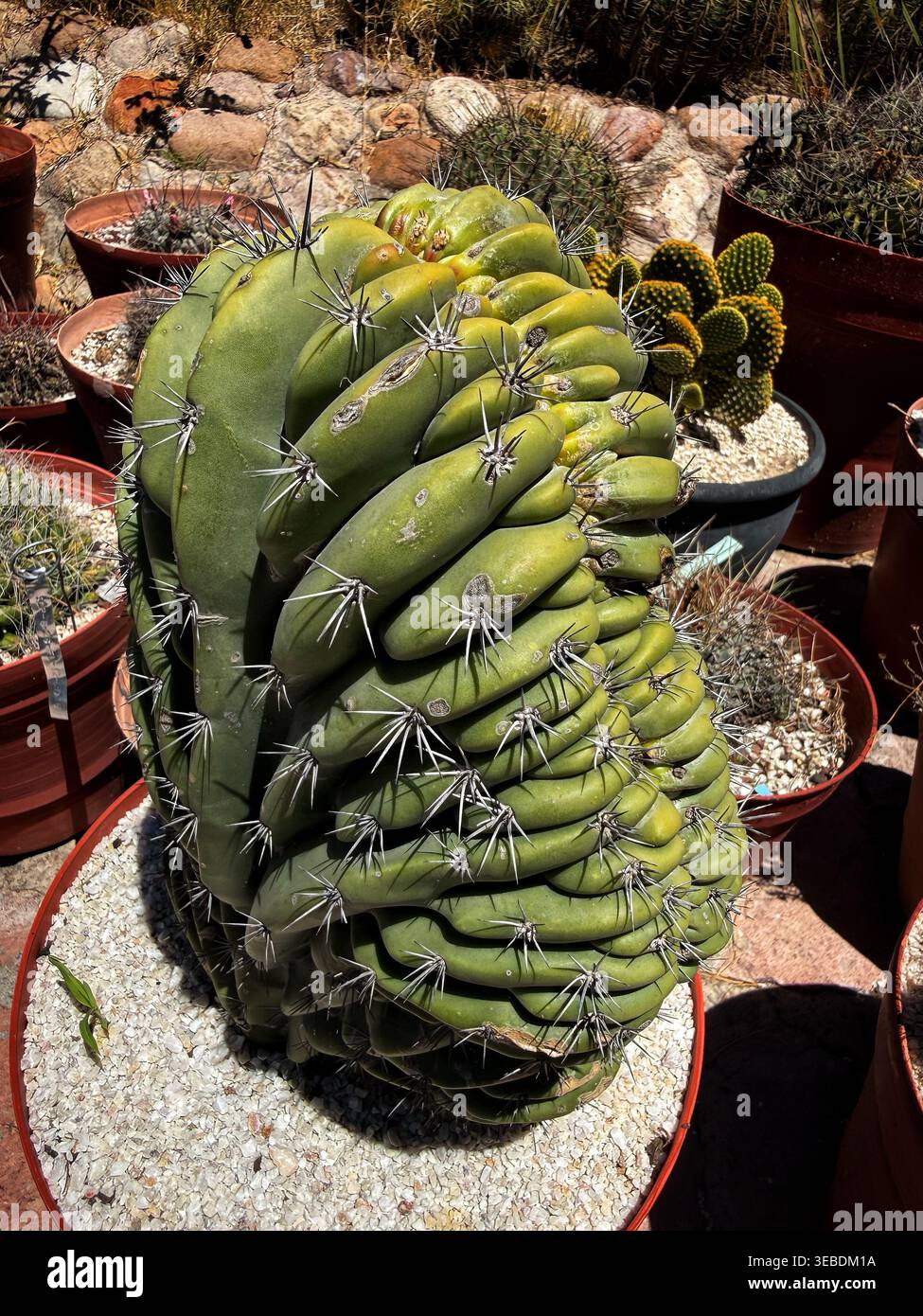 pianta cactus Saguaro cactus