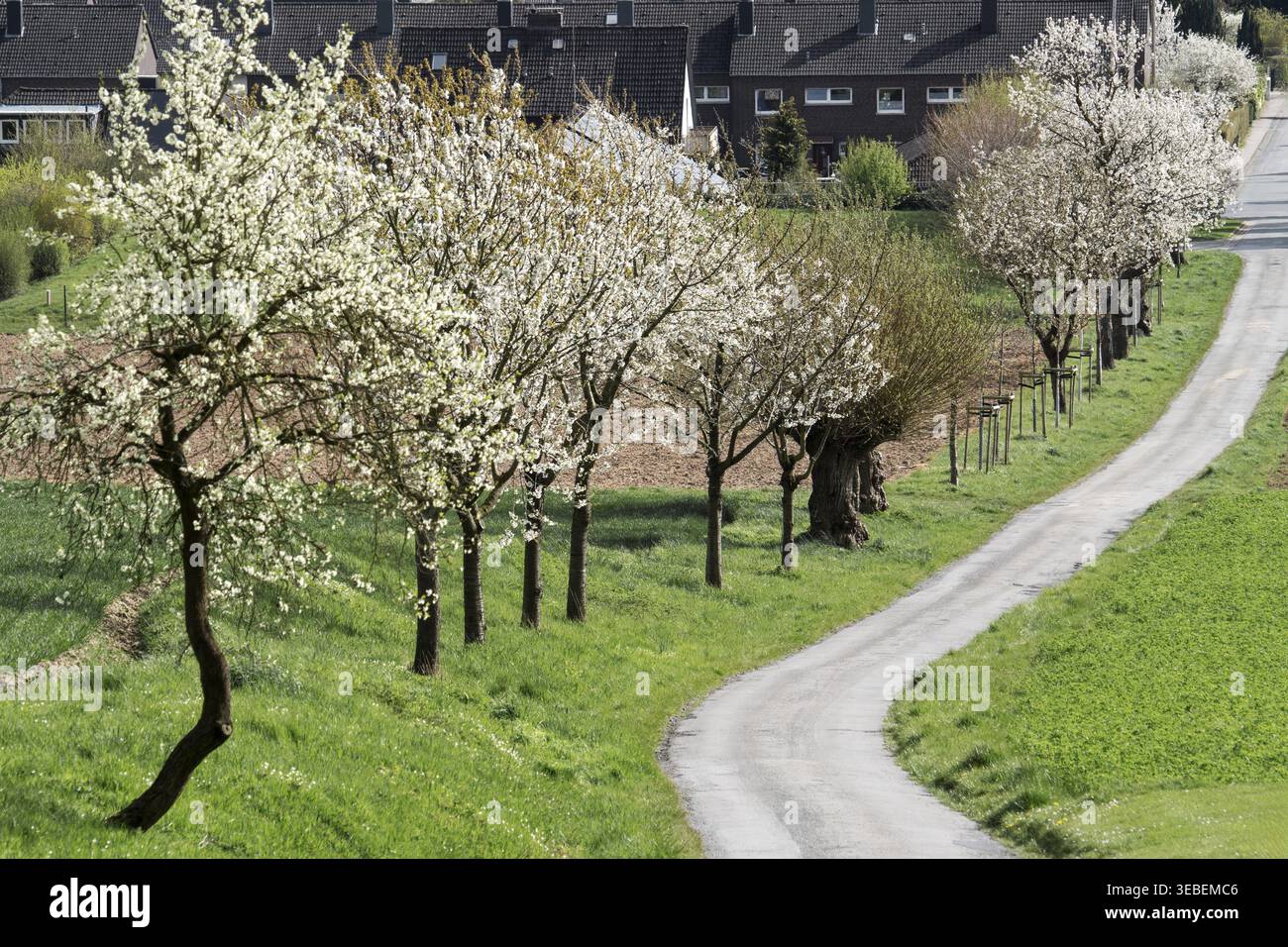 Bluehende Kirschenallee Rinteln Germany Stock Photo
