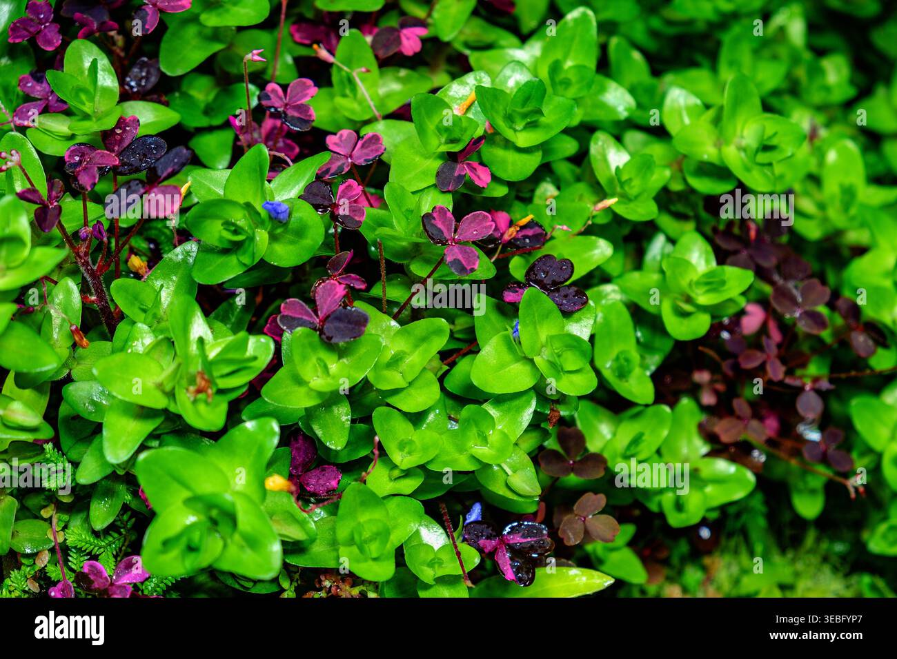 Background with bright, saturated green leaves, abstract background Stock Photo