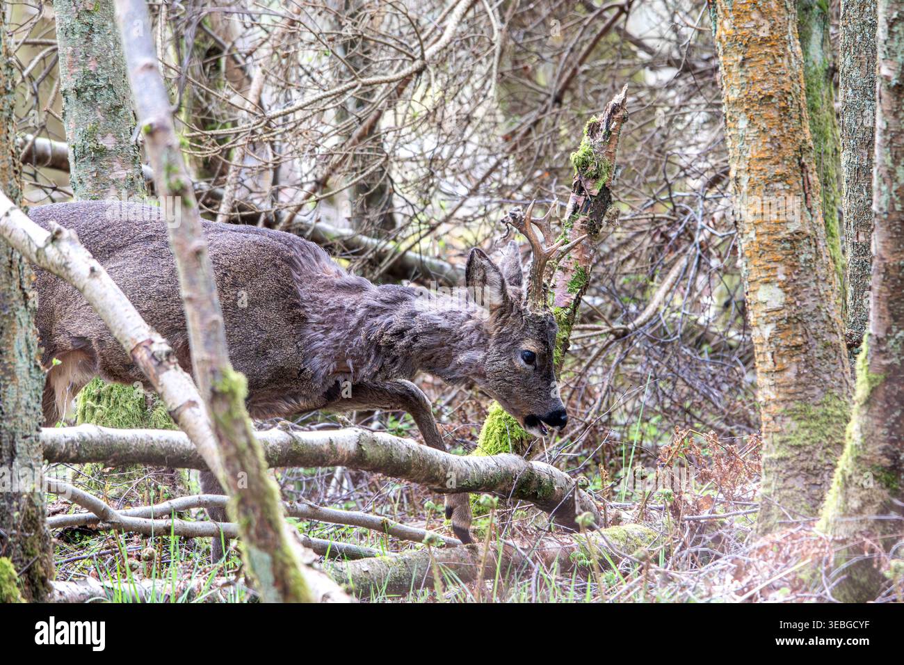 Roe deer dundee hi-res stock photography and images - Alamy