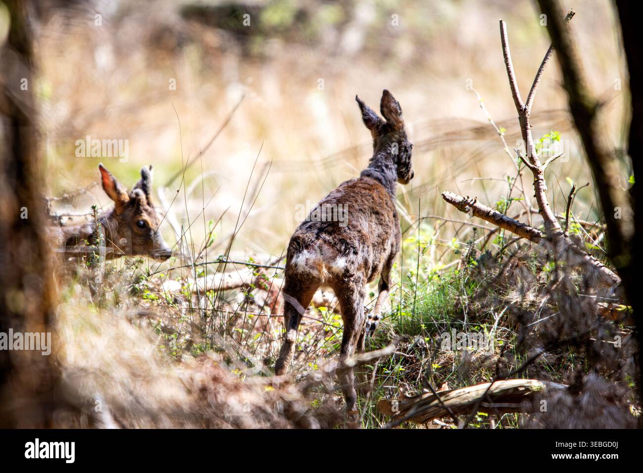Roe deer dundee hi-res stock photography and images - Alamy