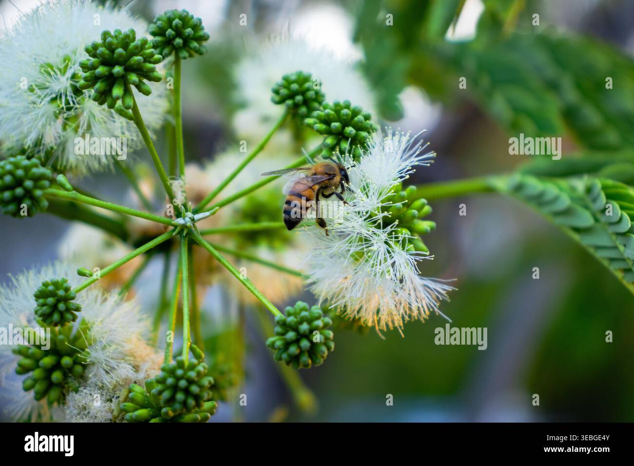 Close-up of a bee collecting nectar on delicate white tropical flowers with green buds, creating a natural pollination scene in a soft blurred garden Stock Photo