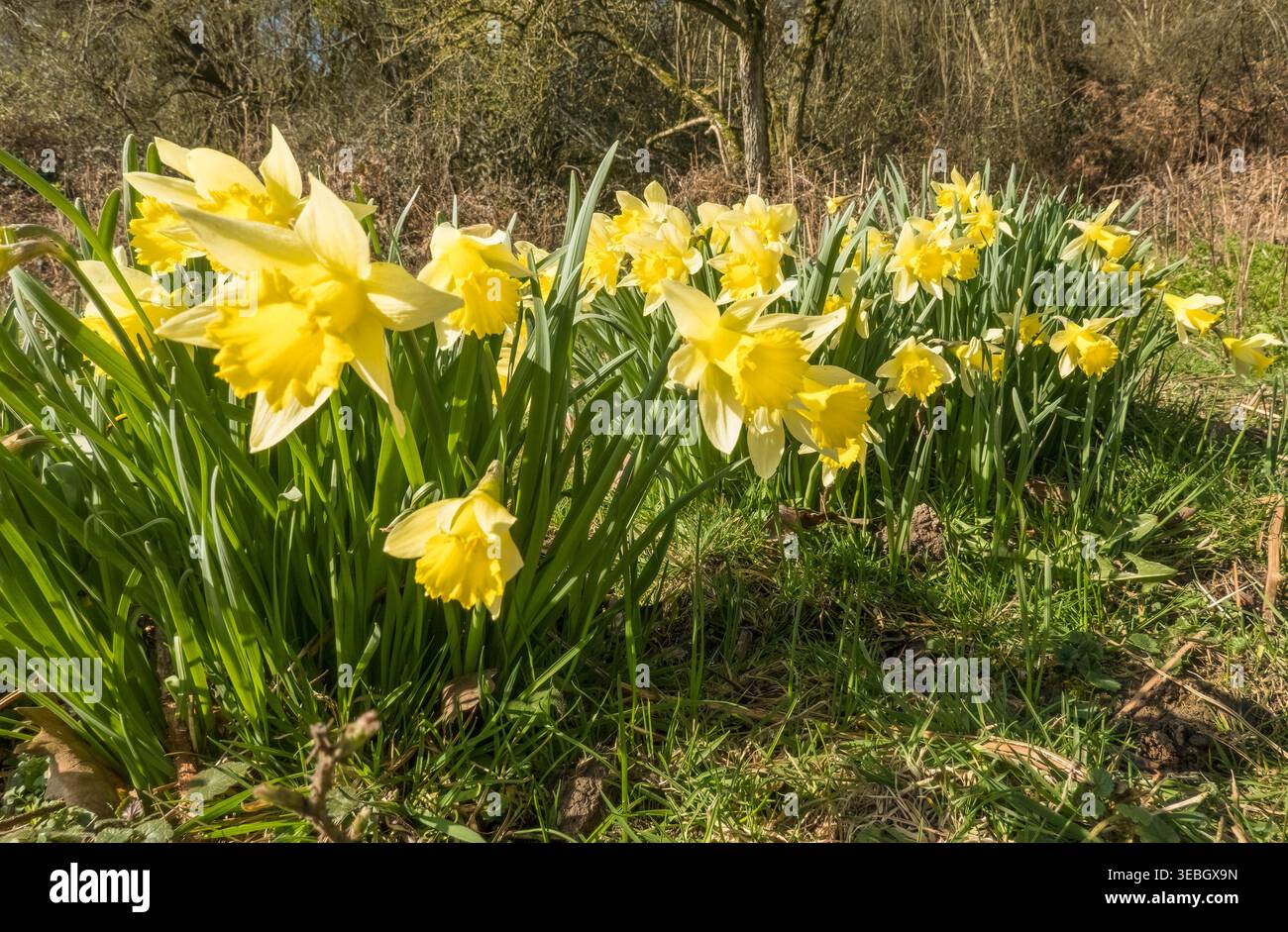 British wild flowers. Plants; Wild flowers. .March. 1659. J
