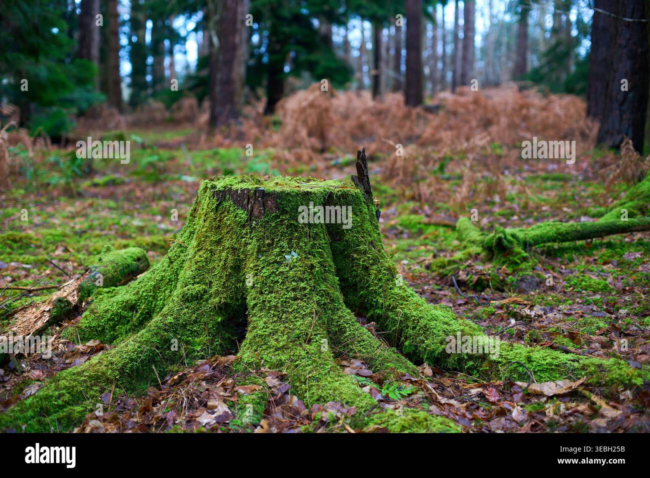 A moss covered tree stump in woodland. Stock Photo