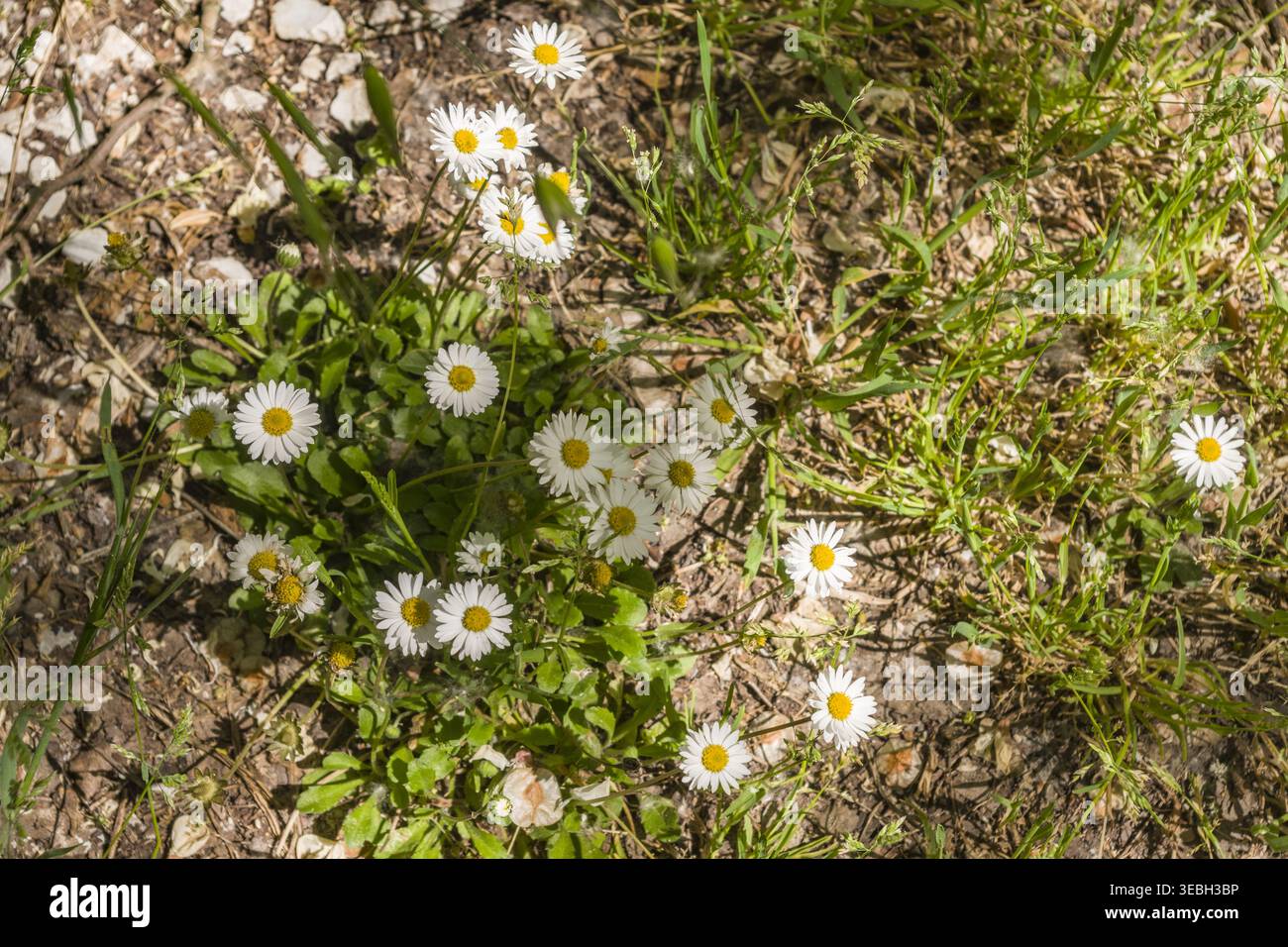 Wild daisies in the wild grass Stock Photo