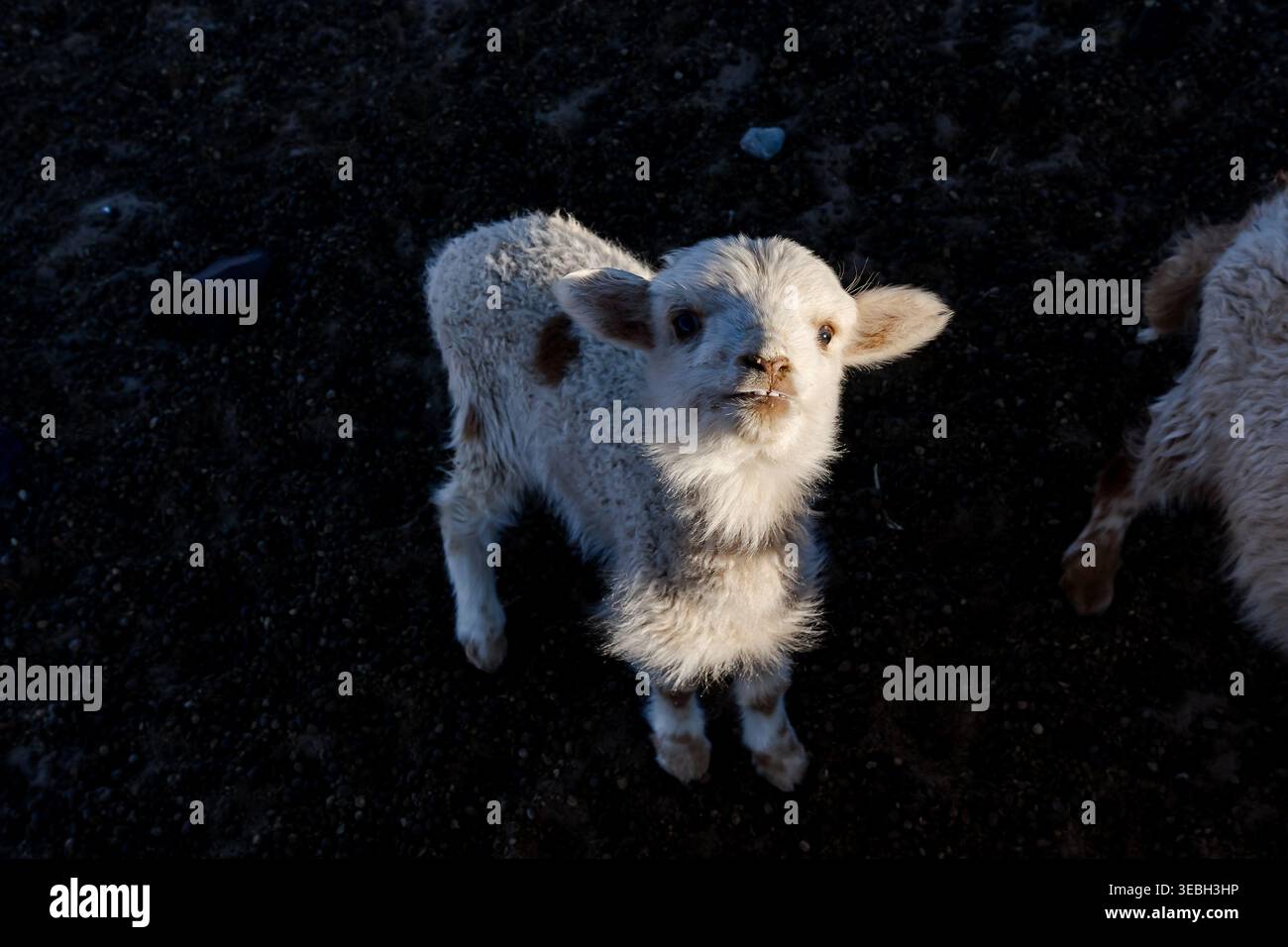White baby goat looking up on rocky ground Stock Photo