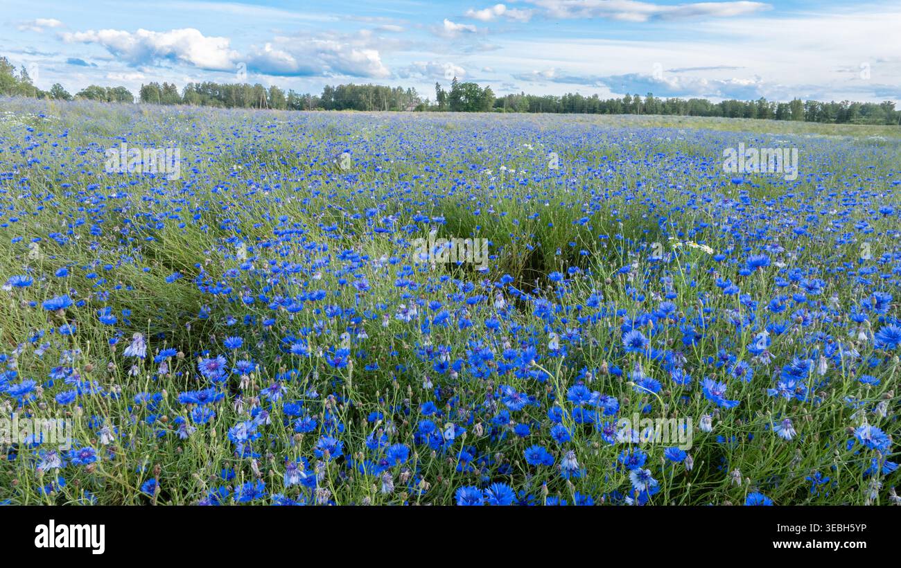 Cornflower field with blue sky Stock Photo