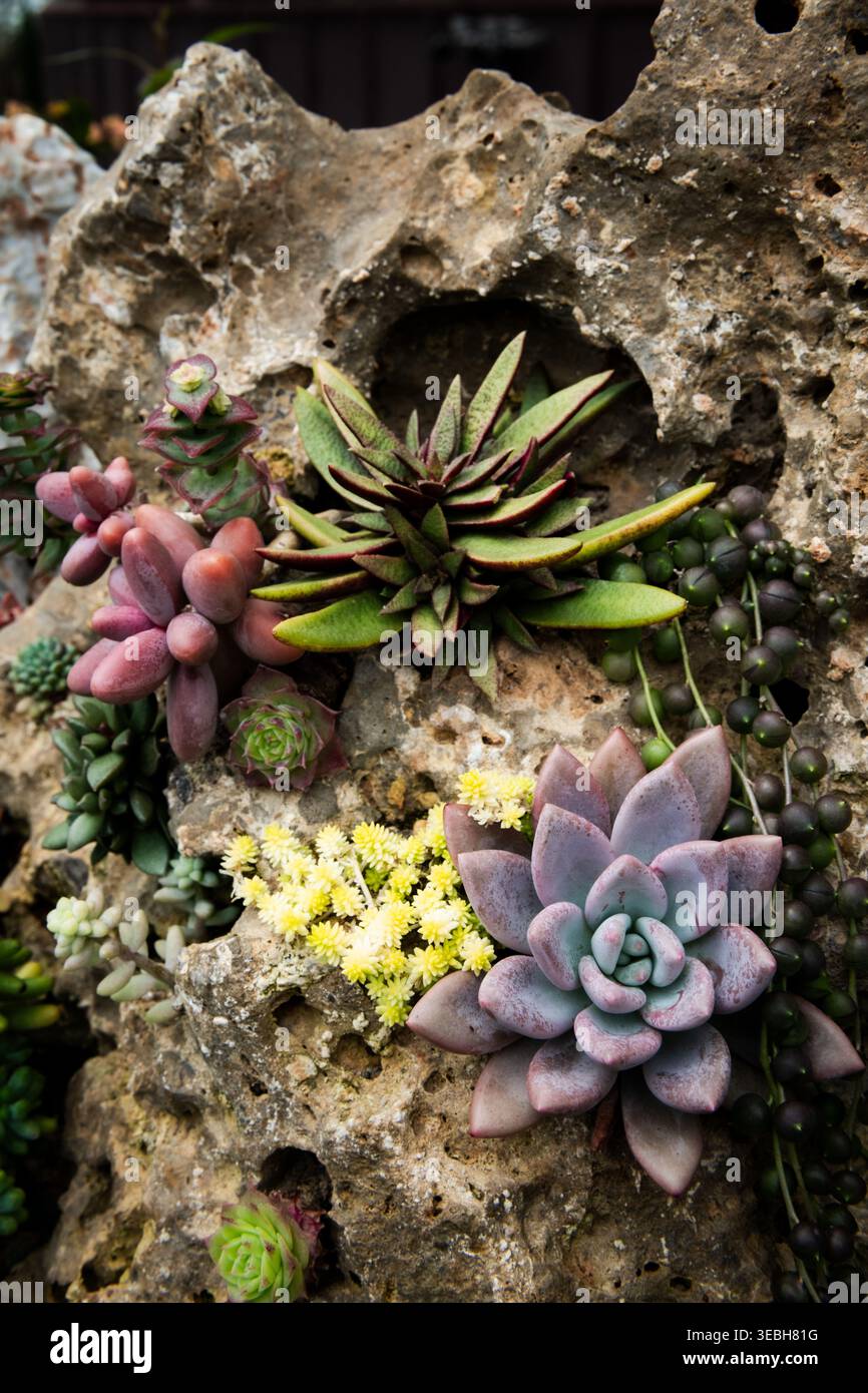 vase with succulents NO.158