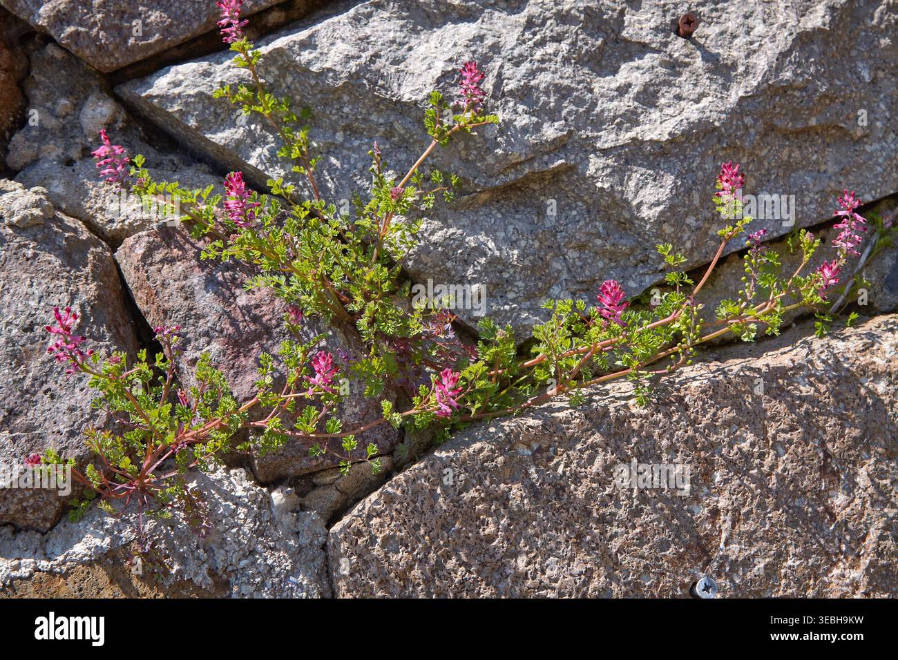 Fumitory plant featuring pink flowers thrives on a rugged stone wall ...