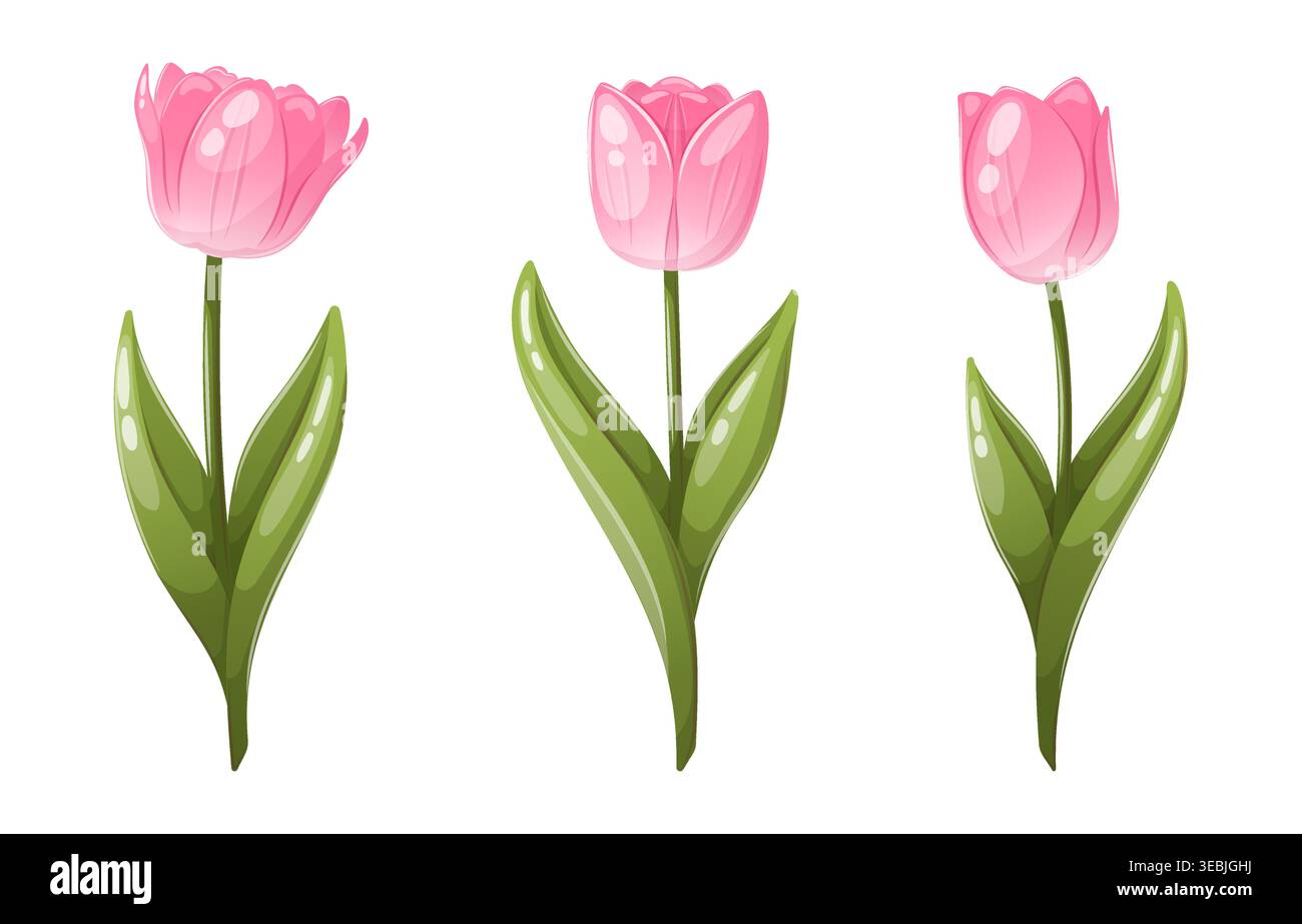 Pink tulip flowers set with leaves vector Stock Vector