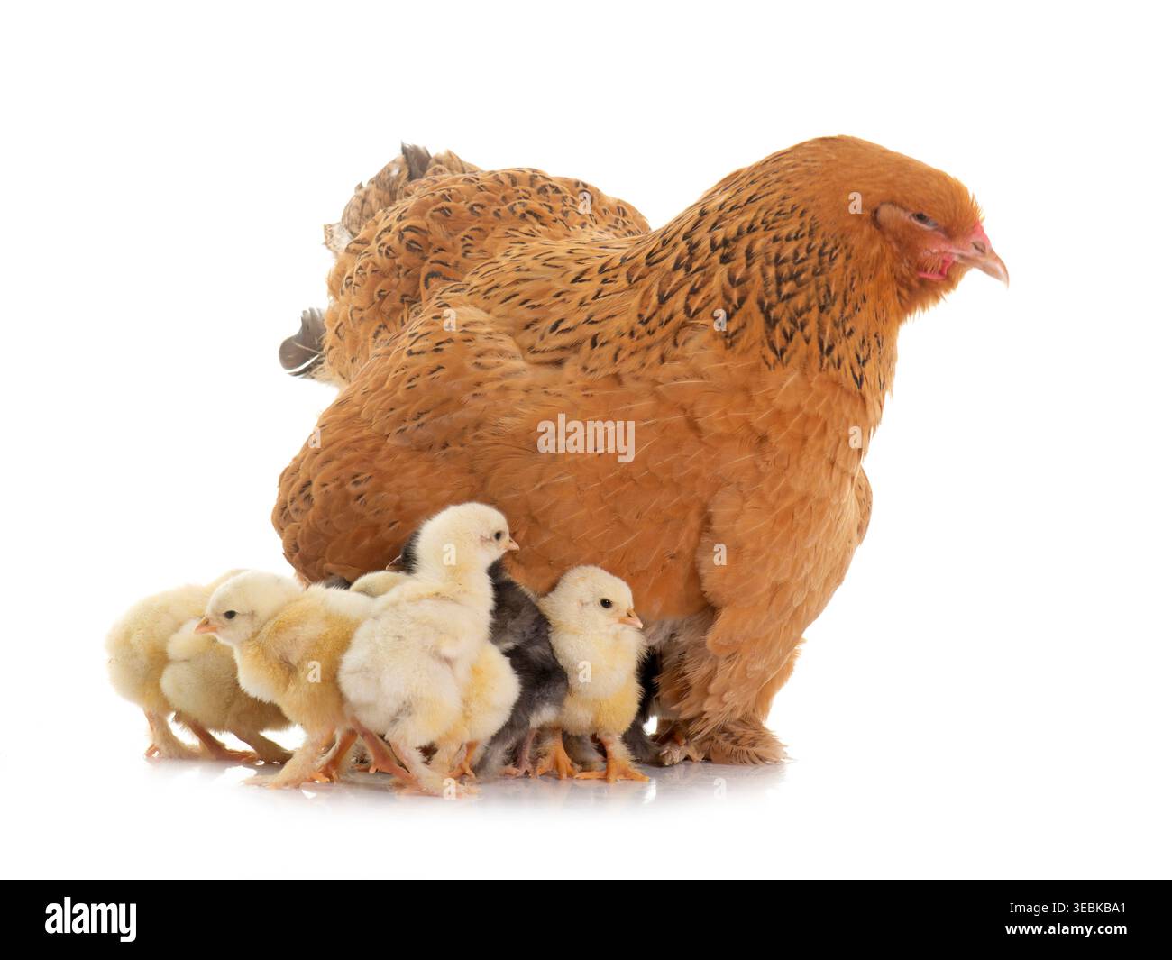brahma chicken and chicks in a studio Stock Photo
