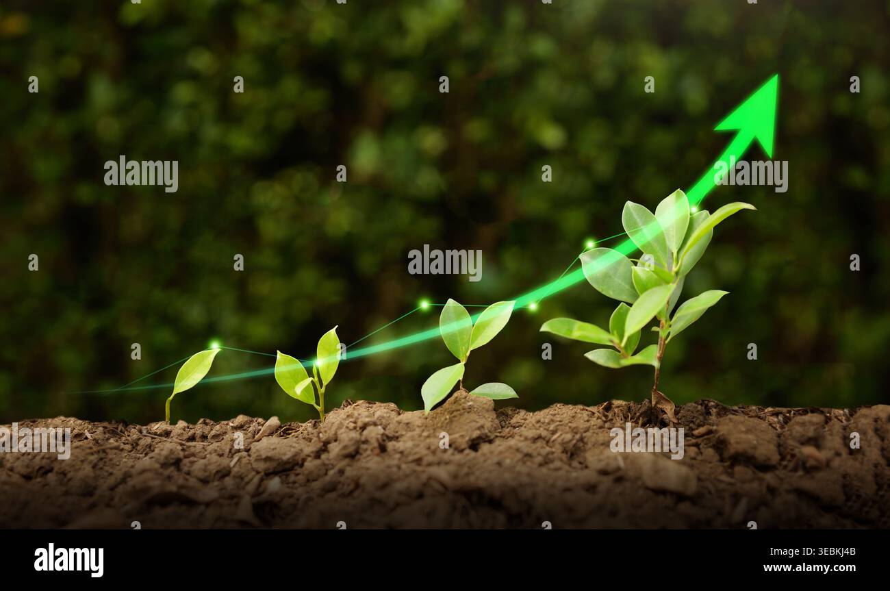 Plant growth stages plant development hi-res stock photography and images -  Alamy