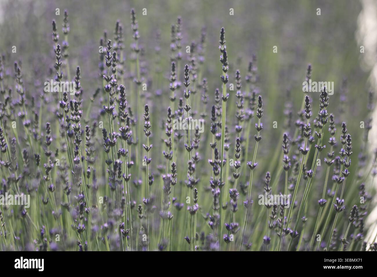 Lavender flowers soft focus hi-res stock photography and images - Alamy