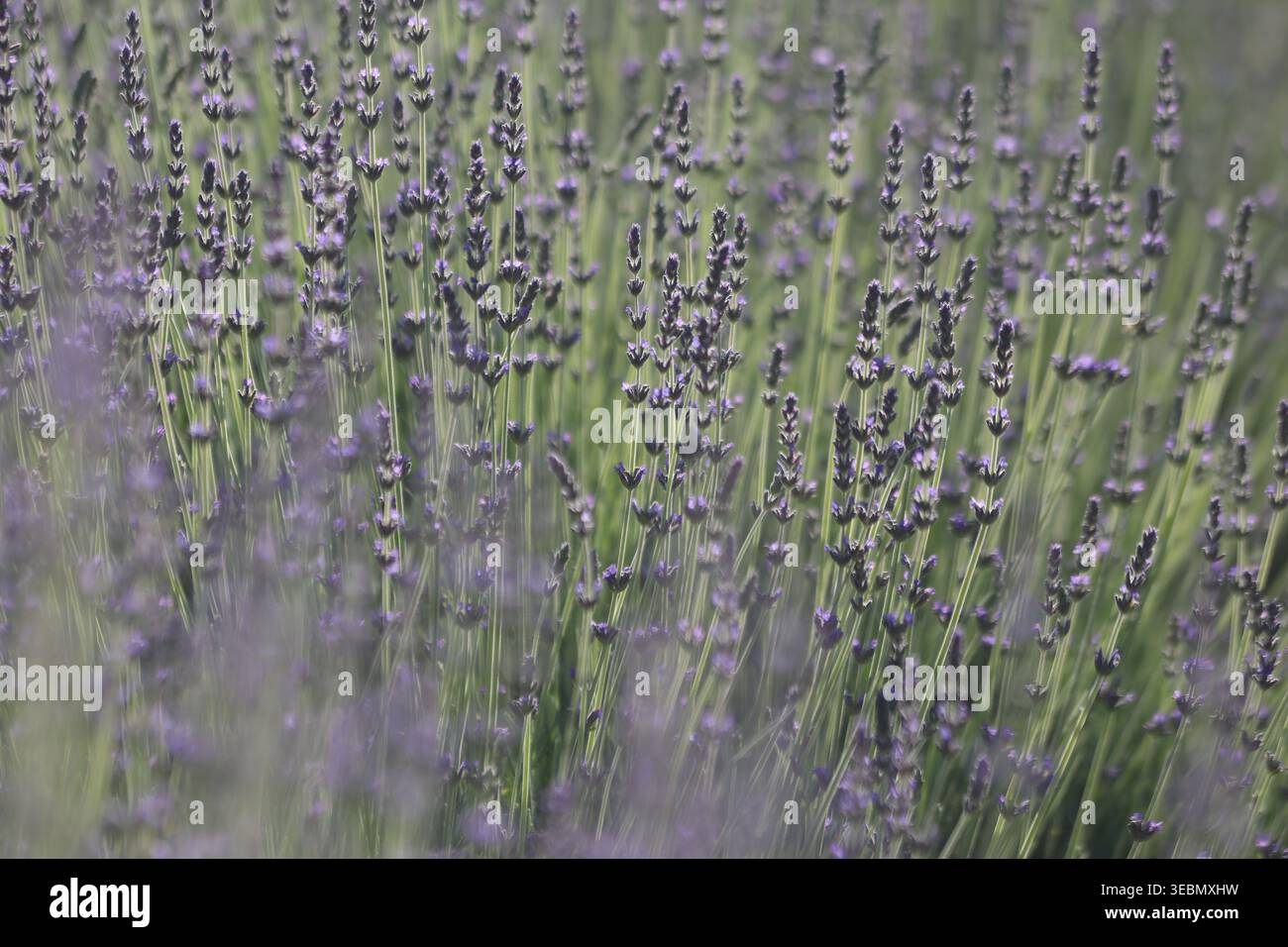 Soft focus lavender hi-res stock photography and images - Alamy