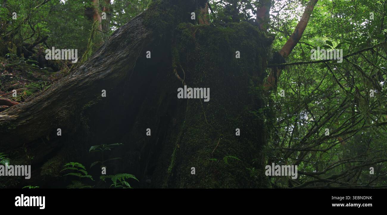 Ancient hollow tree stump covered in moss within a deep forest grove Stock Photo