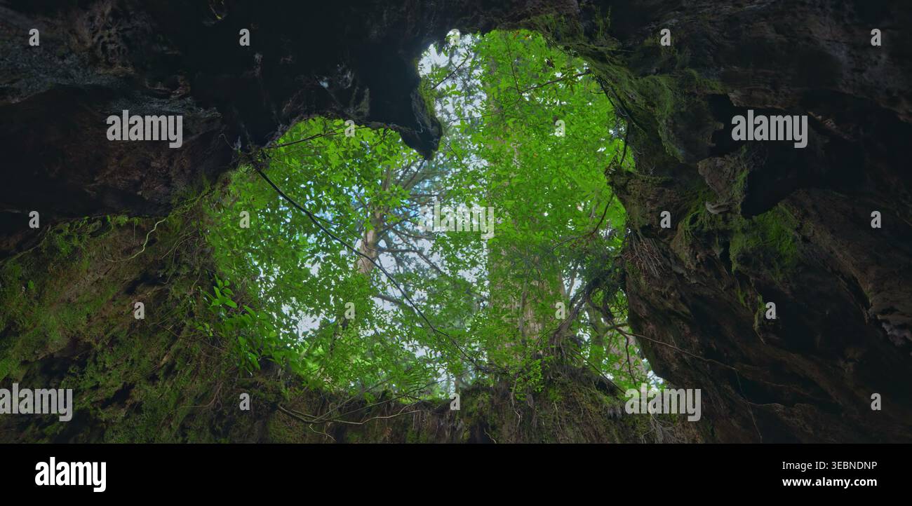 Forest canopy view from inside a hollow ancient tree trunk with moss Stock Photo