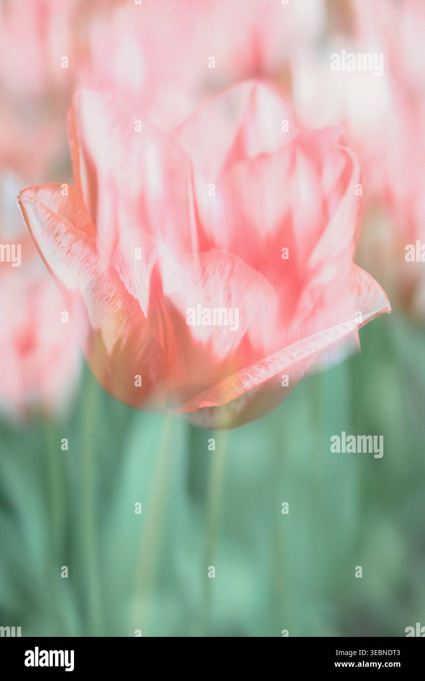 Soft focus tulip in pastel tones with abstract background Stock Photo