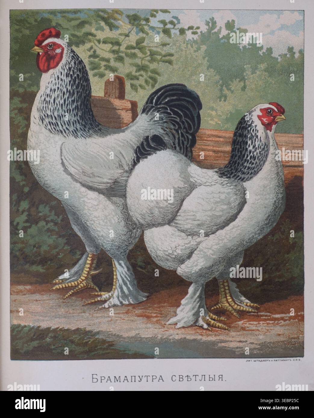 Hen and rooster, Brahmaputra or Brahma (Gallus domesticus giganteus ...