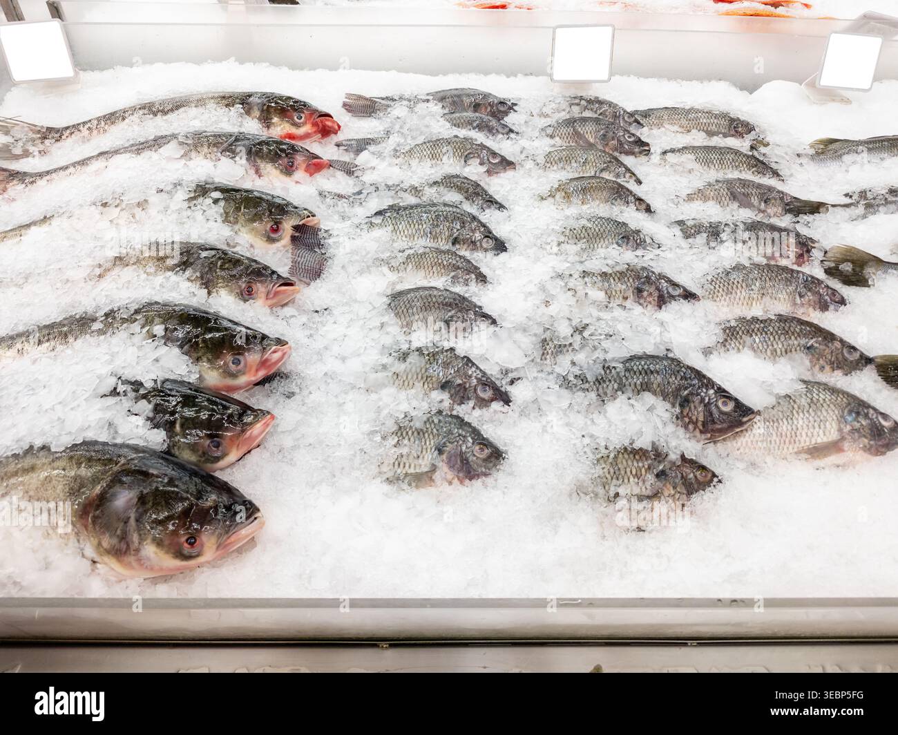 Raw Fish Innards Assorted fresh whole raw fish, including tilapia, displayed on a bed of ...