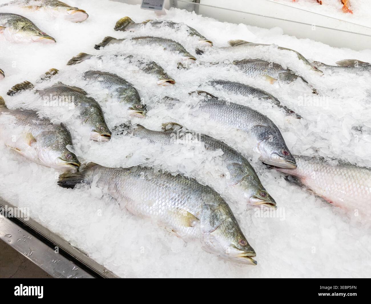 Multiple fresh sea bass lying on a bed of crushed ice at a supermarket ...