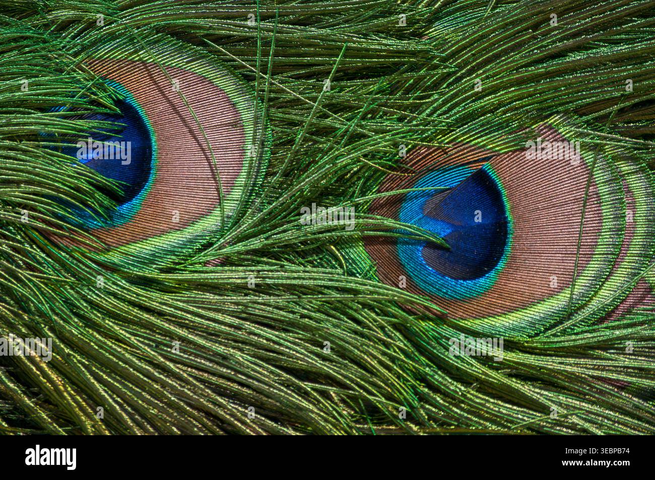 Abstract background of peacock plumage with detailed texture of green barbs and colorful eyespots Stock Photo